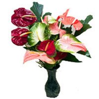 Deliver Flowers in Jammu