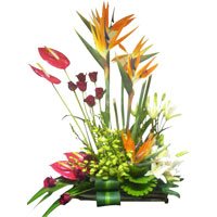 Online Flowers to Jammu - Anthurium Flowers to Jammu
